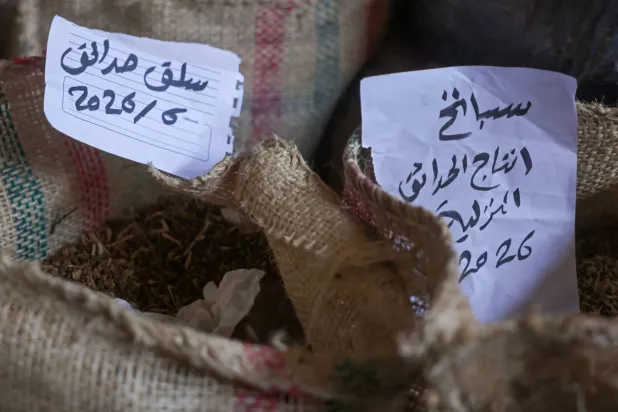 بنك للبذور المحلية في غزة يمنح «بارقة أمل» للقطاع الزراعي المدمر