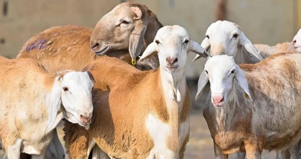 مع توسيع باب استيراد المواشي... هل تنخفض أسعار اللحوم في السعودية؟